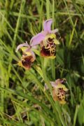 Ophrys dinarica